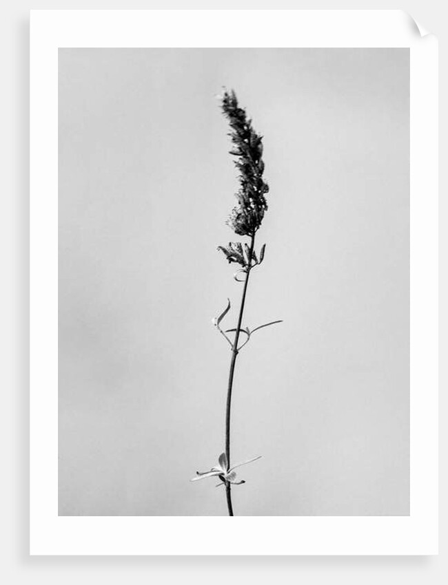 Amid the Flowers 74, 2021 by Teis Albers