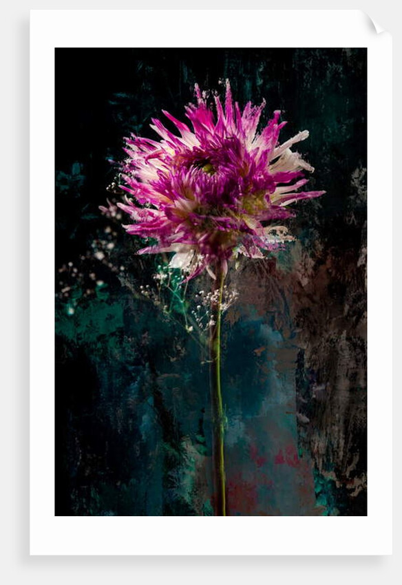 Sugarplum, 2018 by Teis Albers