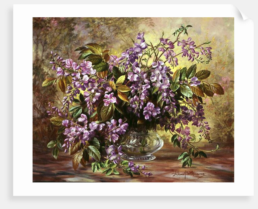 Enchanting Junetide Wisteria by Albert Williams