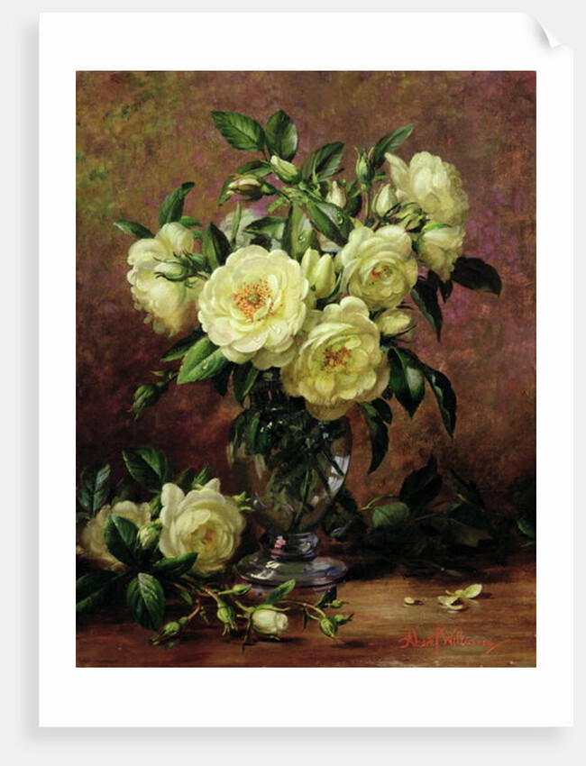 White Roses, A Gift from the Heart by Albert Williams