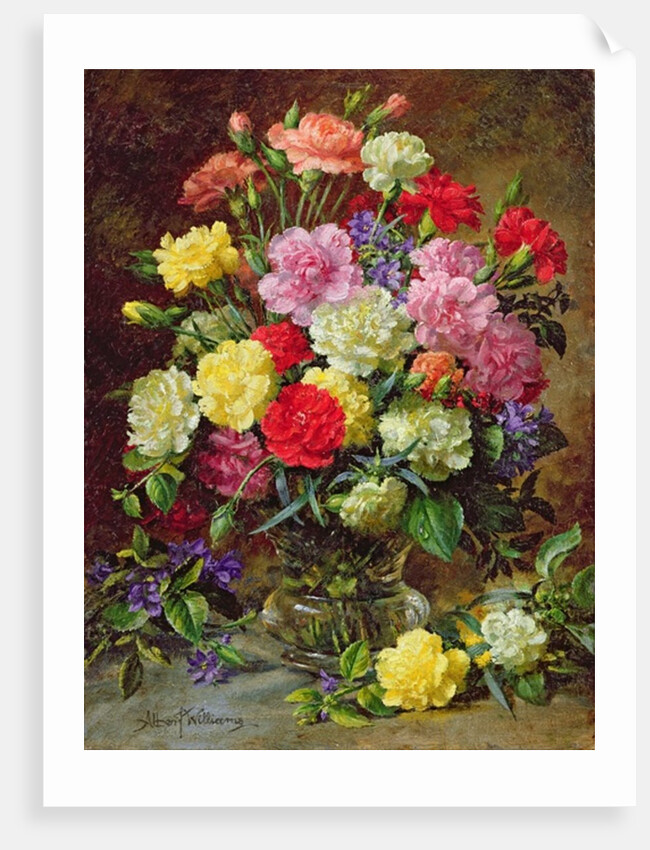 Carnations of Radiant Colours by Albert Williams
