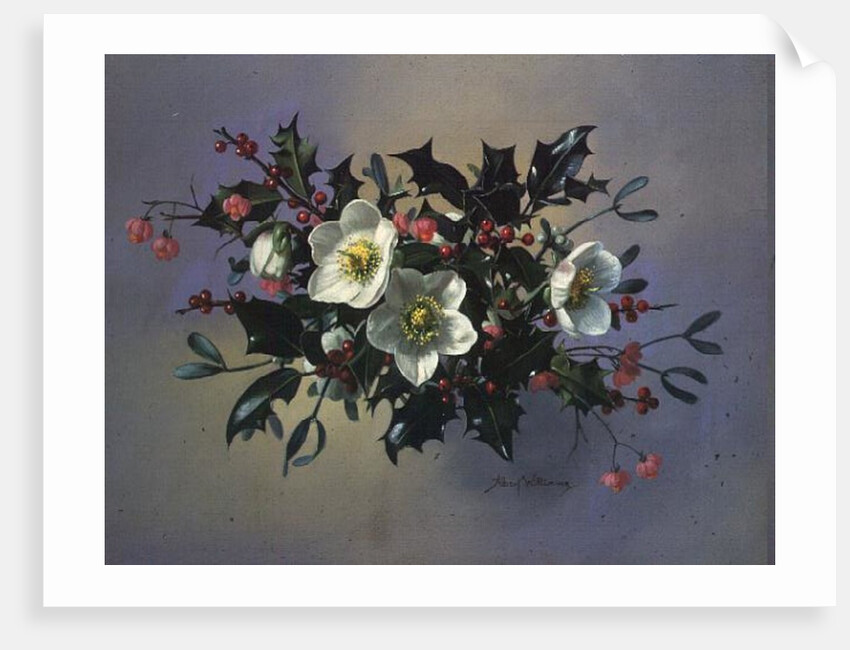 AB/89 Christmas roses by Albert Williams