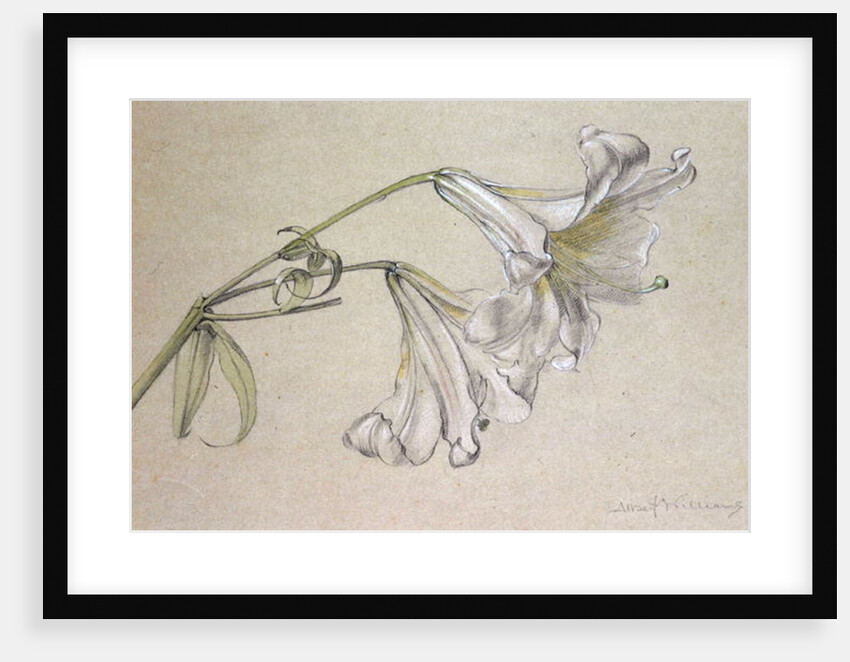 Lily by Albert Williams
