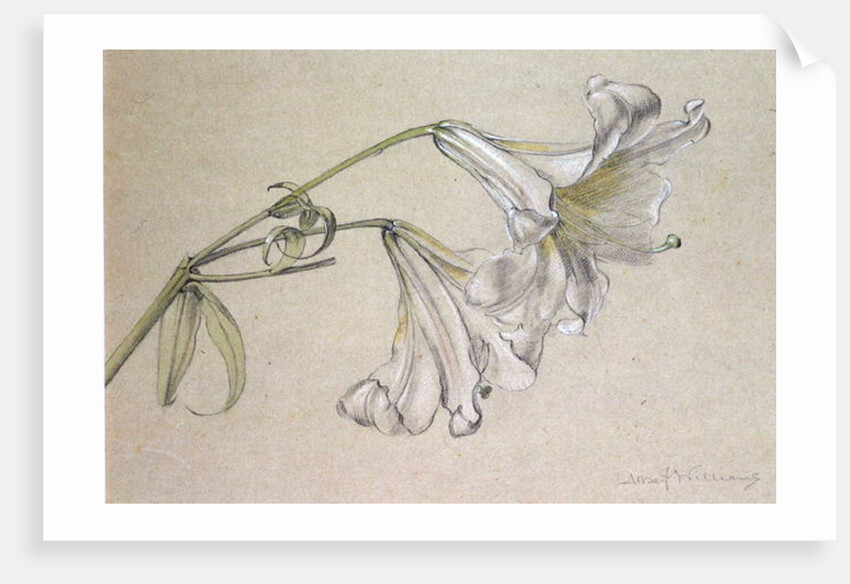 Lily by Albert Williams