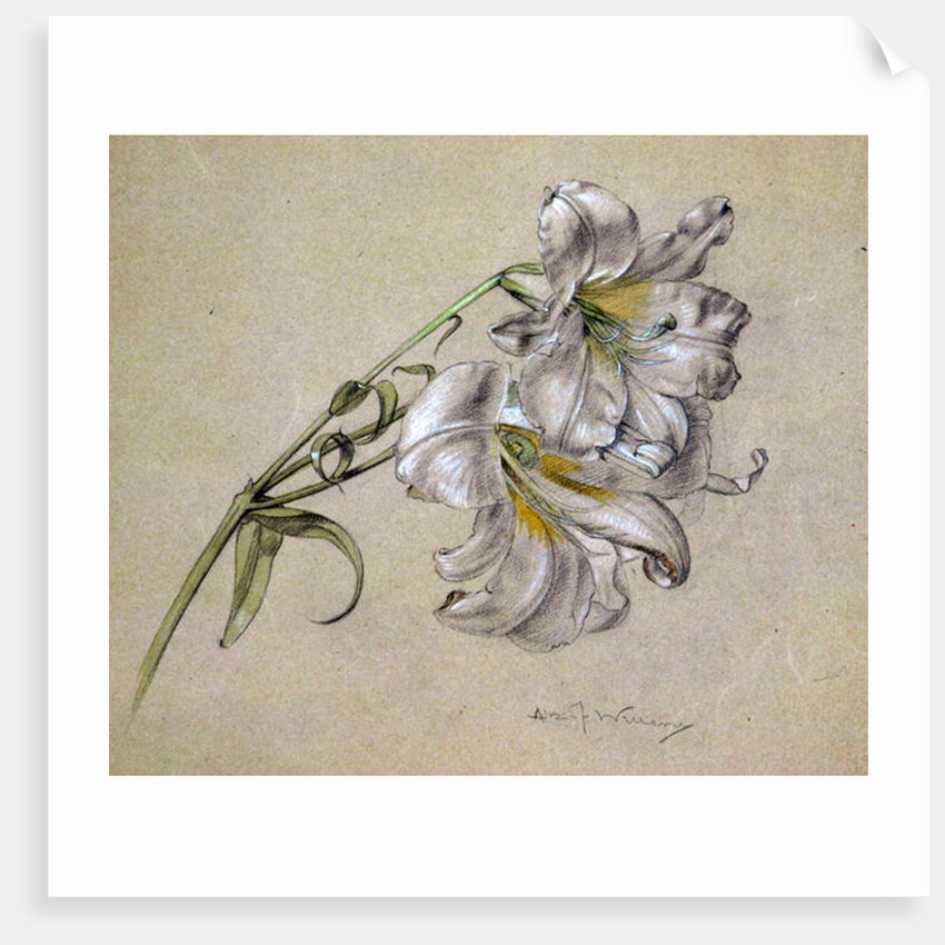 Lily by Albert Williams