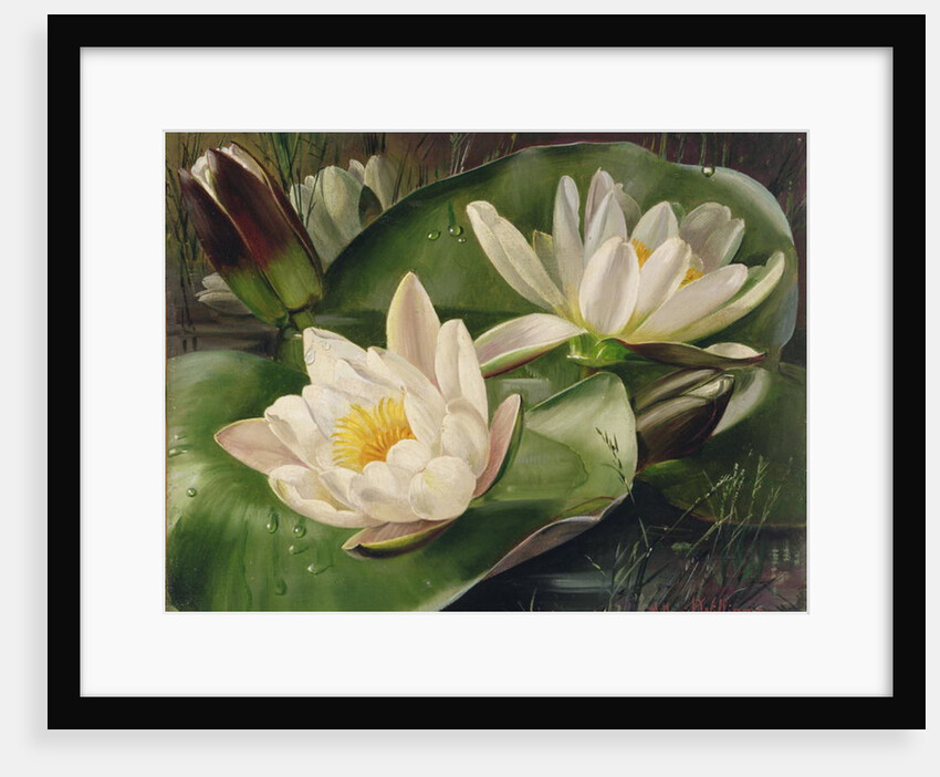 Water Lilies, 20th century by Albert Williams