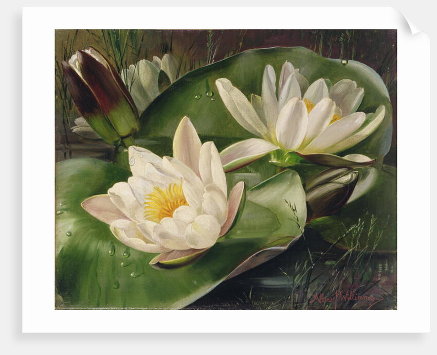 Water Lilies, 20th century by Albert Williams