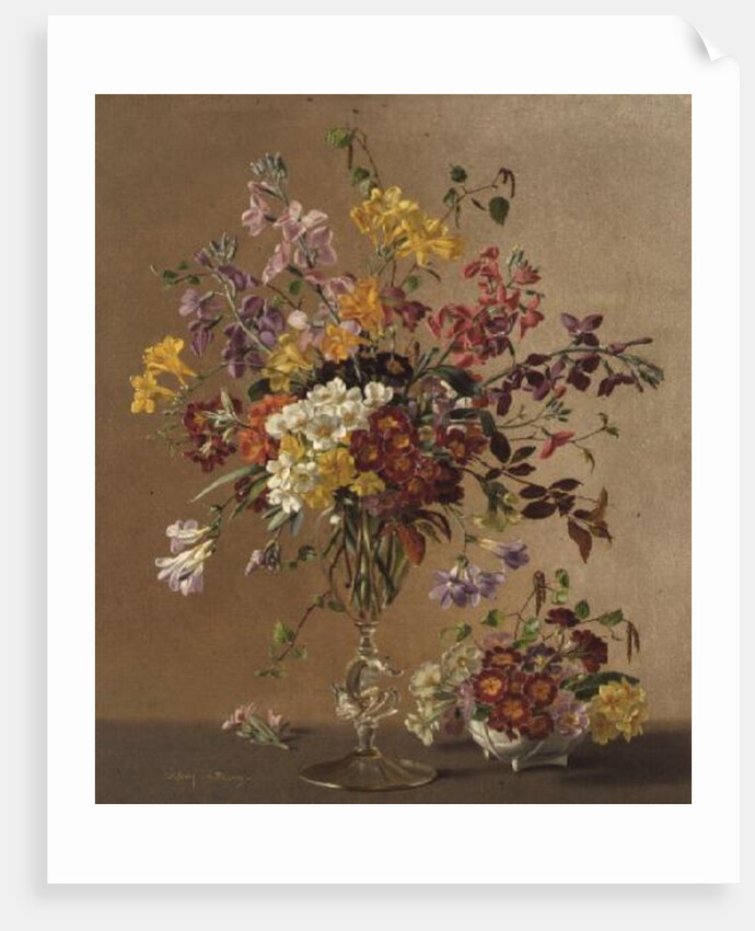 AW/243 Freesias and Primroses by Albert Williams