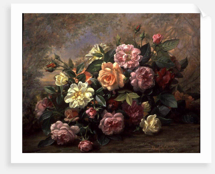 A Fantasy of Roses by Albert Williams