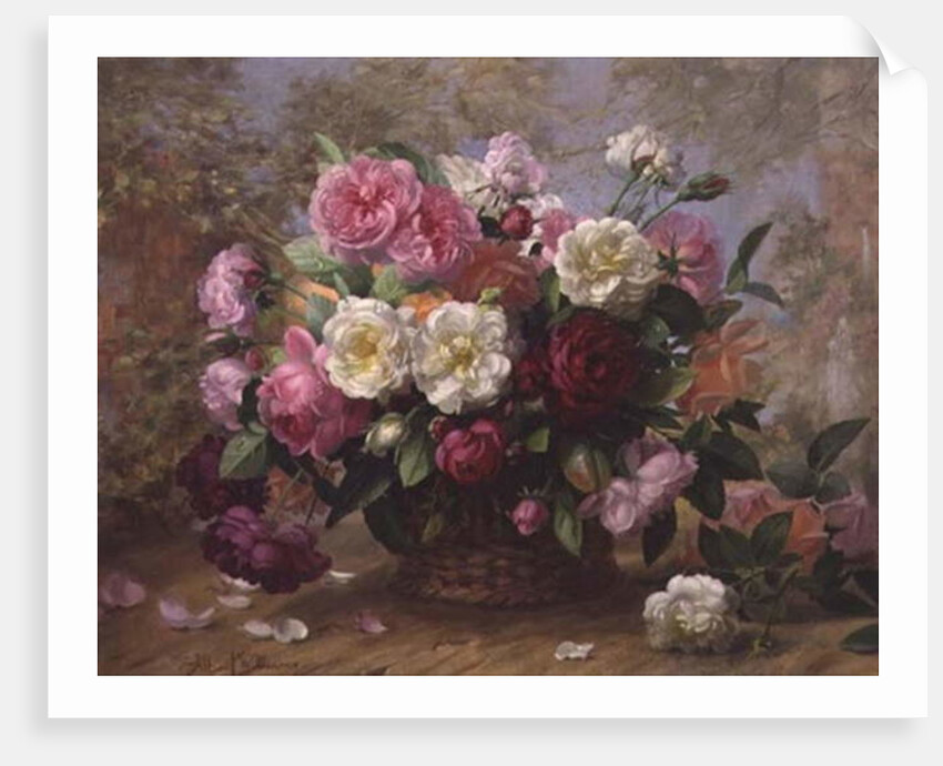 A/291 Heaven's Beauty in a Summer Rose by Albert Williams