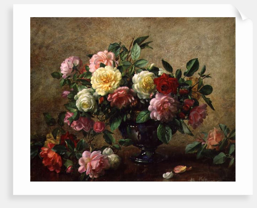 AB/110/2 All Beauty in a Summer Rose by Albert Williams