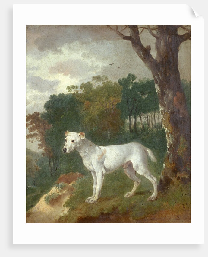 Bumper, a Bull Terrier, 1745 by Thomas Gainsborough