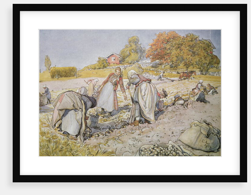 Digging Potatoes, 1905 by Carl Larsson