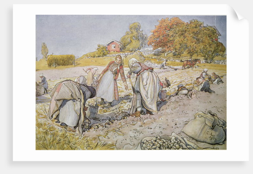 Digging Potatoes, 1905 by Carl Larsson