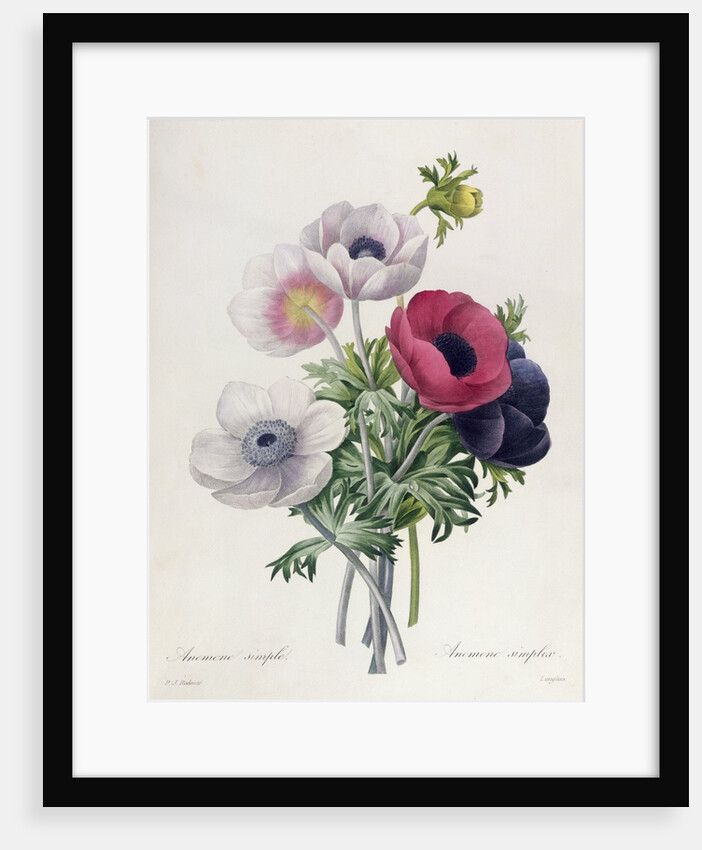 Anemone: Simple by Pierre Joseph Redouté