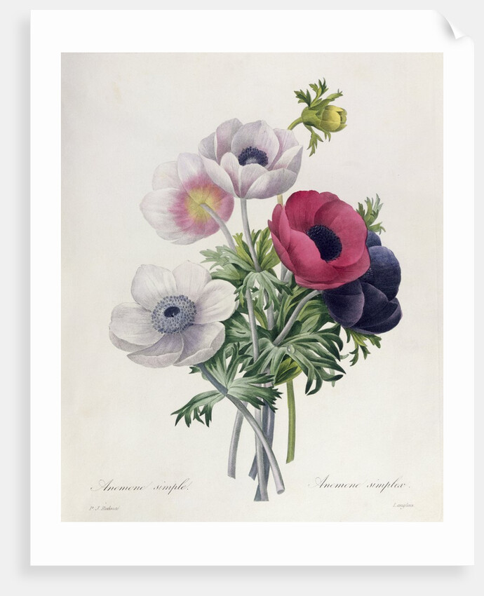 Anemone: Simple by Pierre Joseph Redouté