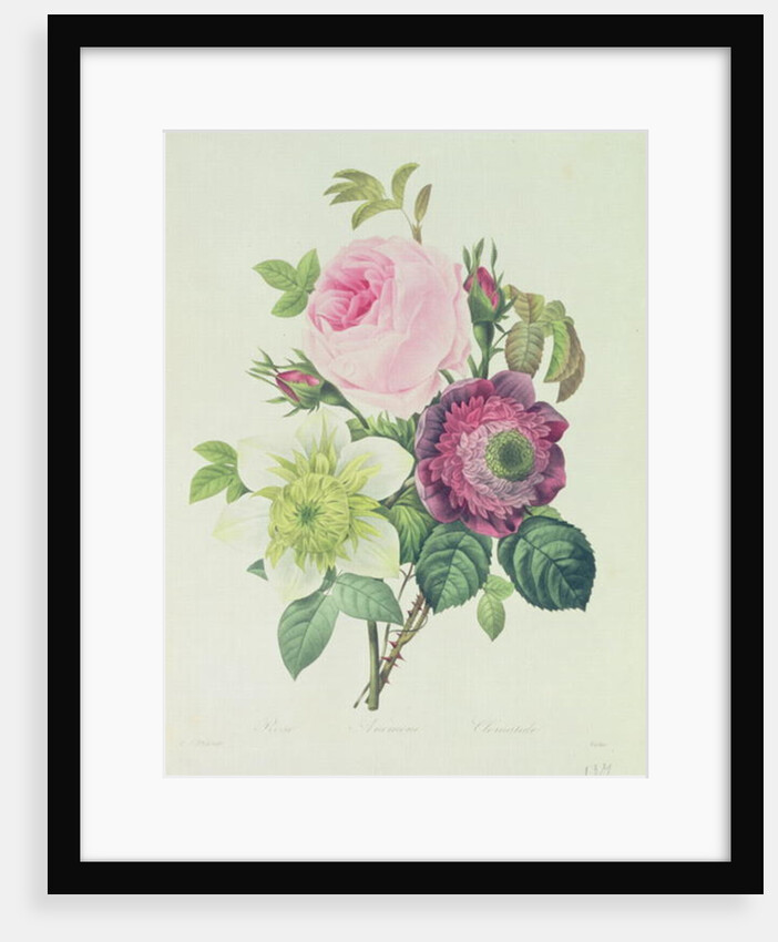 Rose, anemone and Clematide by Pierre Joseph Redouté