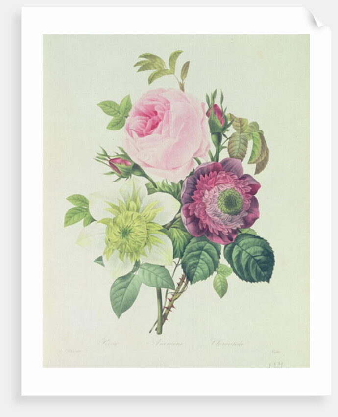 Rose, anemone and Clematide by Pierre Joseph Redouté