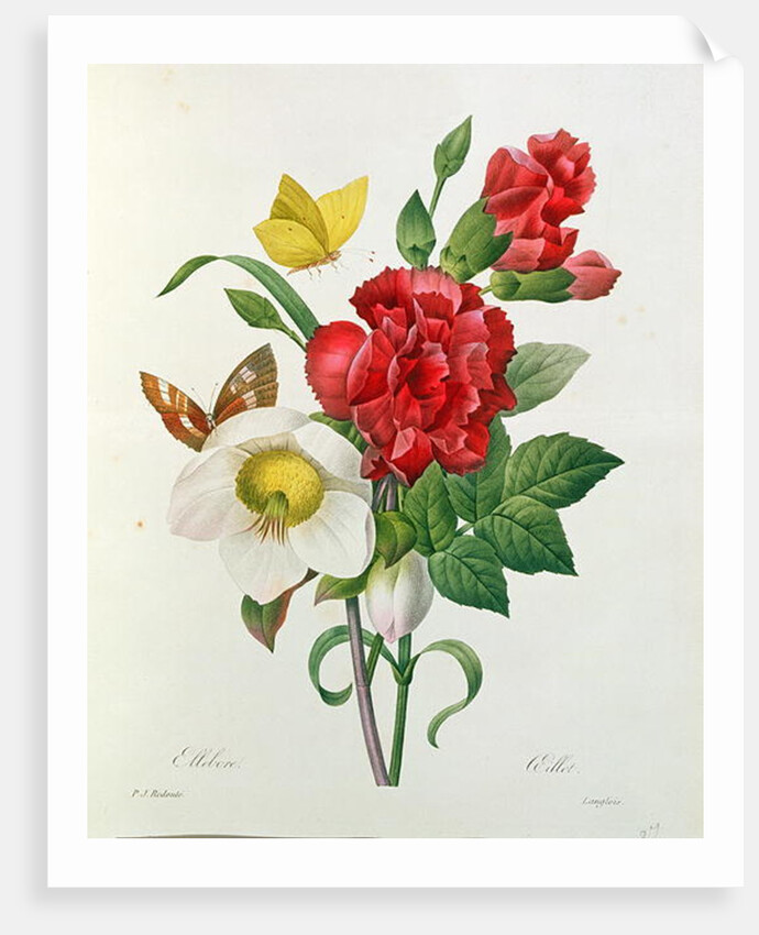 Christmas Rose, Helleborus niger and Red Carnation with Butterflies by Pierre Joseph Redouté