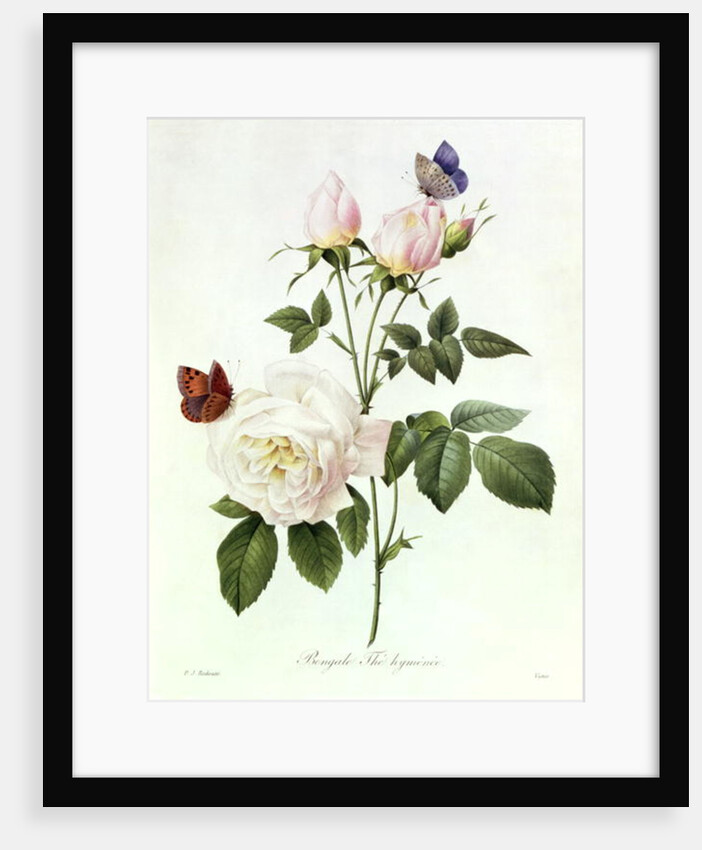 Rosa: Bengale the Hymenes by Pierre Joseph Redouté