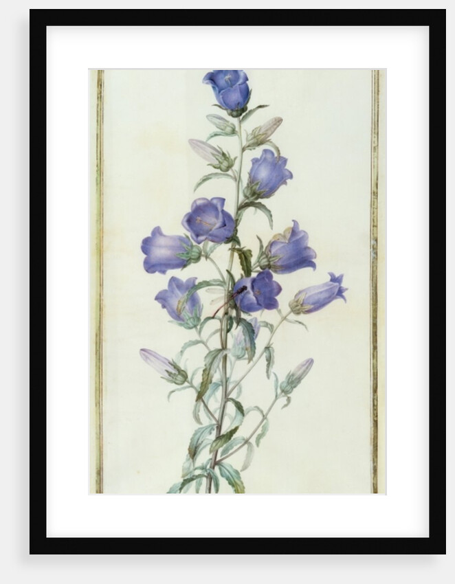 Campanula: Medium 1787 by Pierre Joseph Redouté