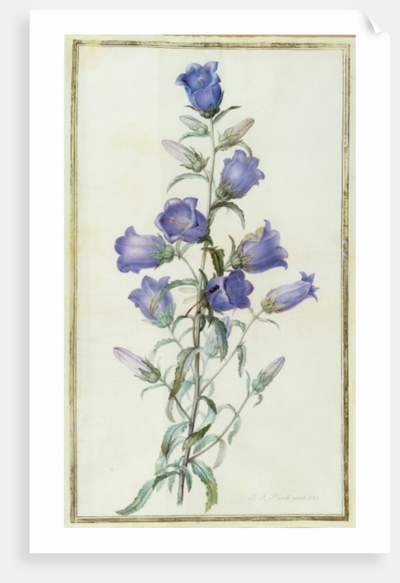 Campanula: Medium 1787 by Pierre Joseph Redouté