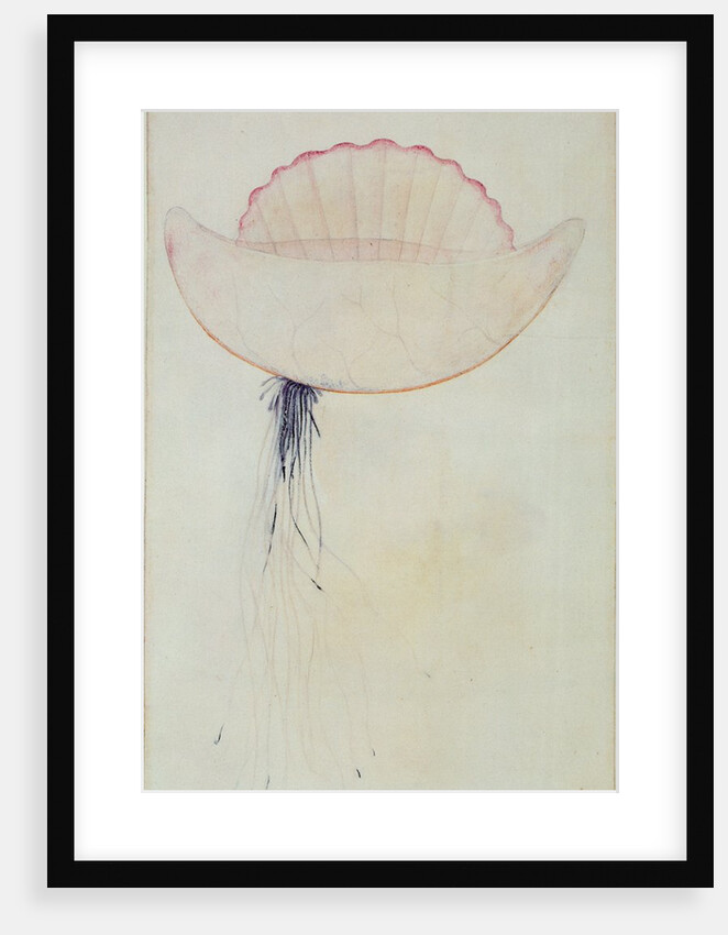 Portuguese Man-o'-War by John White