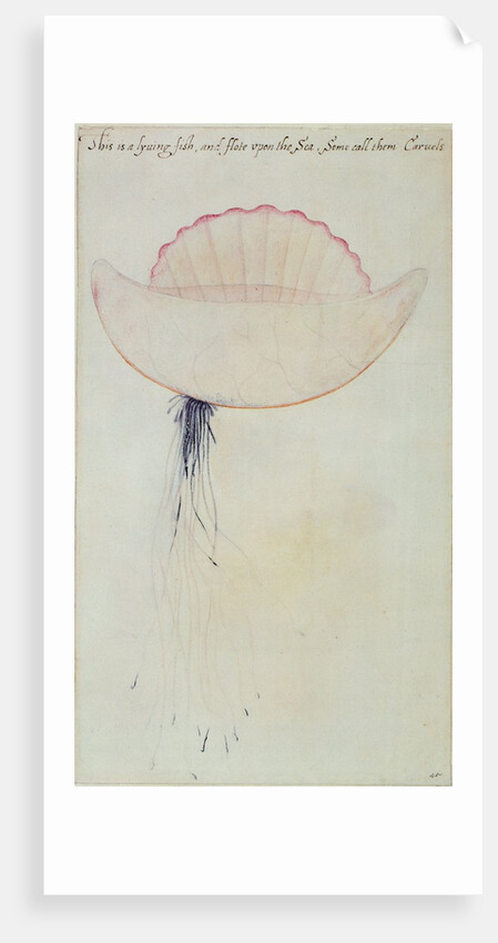 Portuguese Man-o'-War by John White