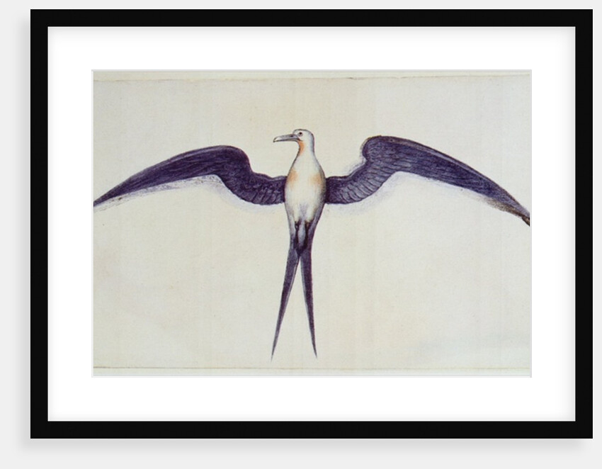 Frigate Bird by John White