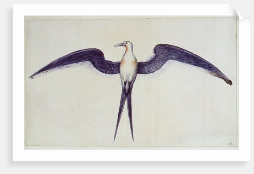 Frigate Bird by John White