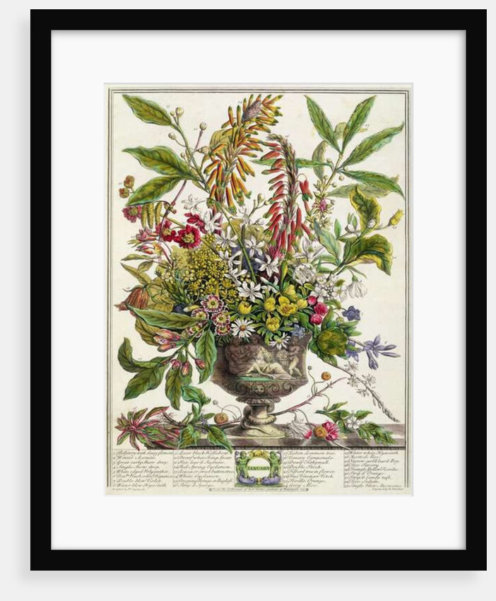 January by Pieter Casteels