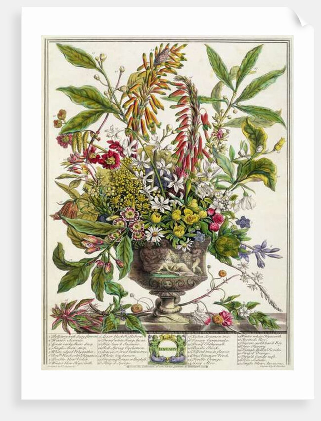 January by Pieter Casteels