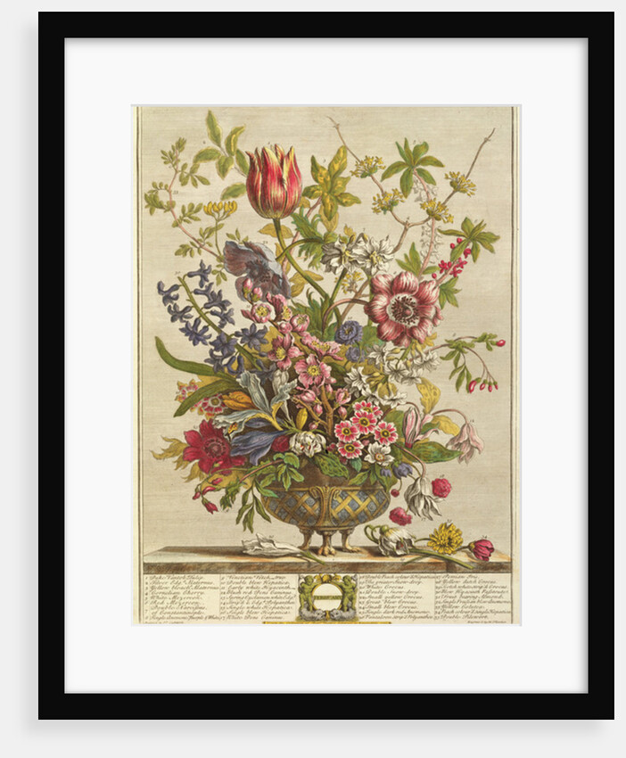February, from `Twelve Months of Flowers' by Robert Furber by Pieter (after) Casteels