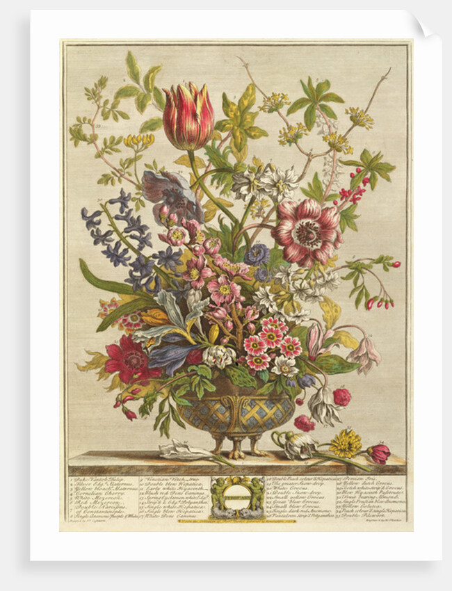 February, from `Twelve Months of Flowers' by Robert Furber by Pieter (after) Casteels