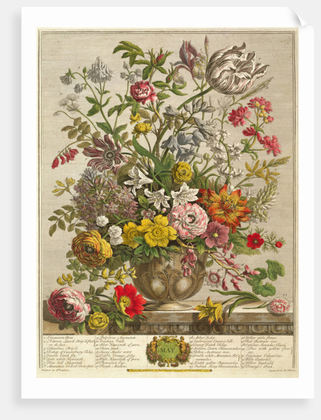 May by Pieter Casteels