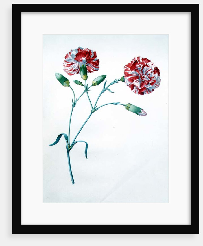 Carnation by Georg Dionysius Ehret