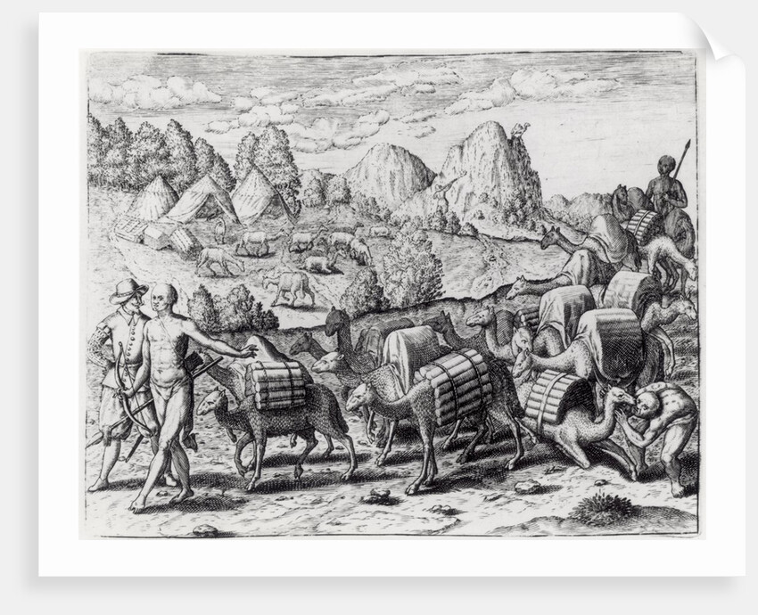 Pack Train of Llamas Laden with Silver from Potosi Mines of Peru, engraved by Theodore de Bry by Jacques Le Moyne