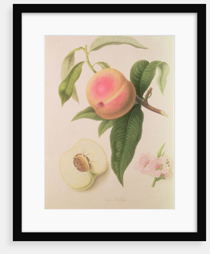Noblesse Peach by William Hooker