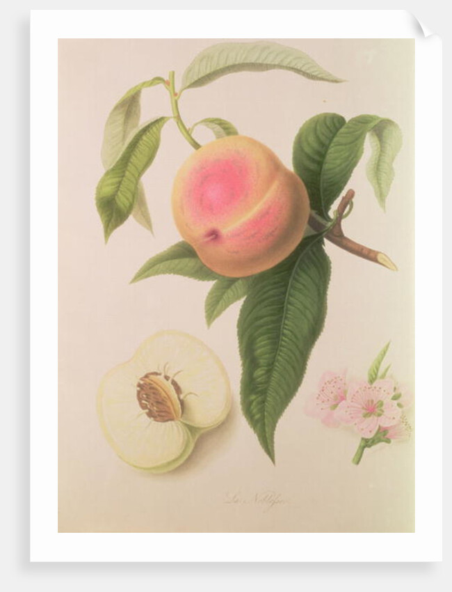 Noblesse Peach by William Hooker