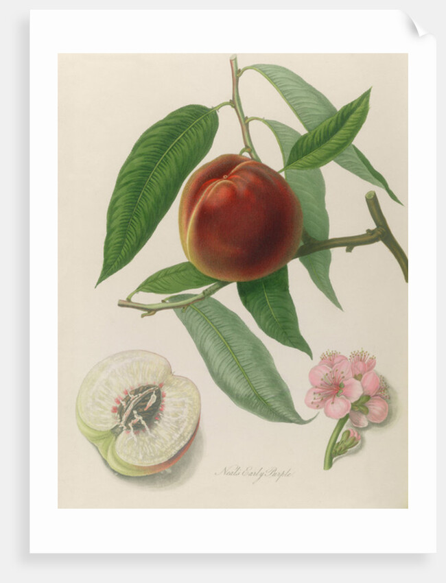 Nectarine: Neals Early Purple by William Hooker