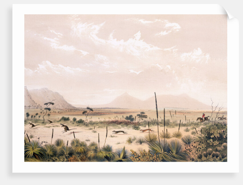 Kangaroo Hunt by George French Angas