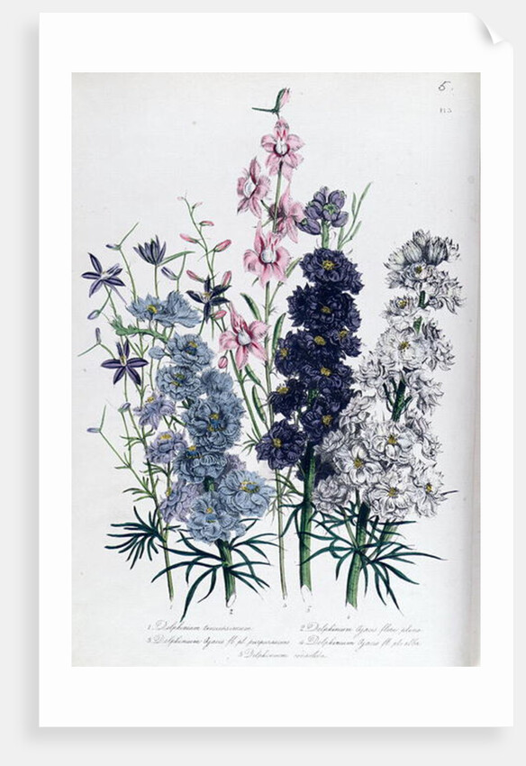 Delphiniums by Jane Loudon