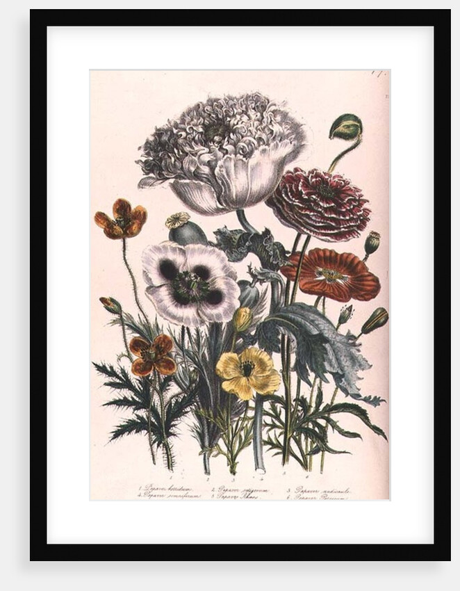 Poppies by Jane Loudon