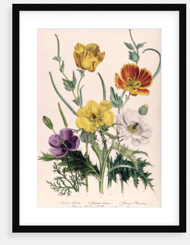 Poppies and Anemones by Jane Loudon