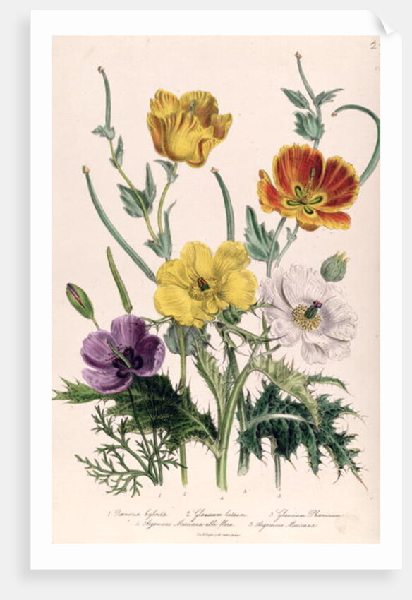 Poppies and Anemones by Jane Loudon