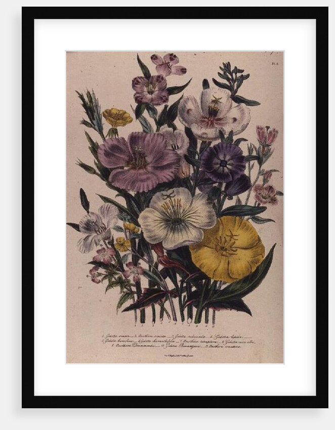 Godetia and Anothera by Jane Loudon