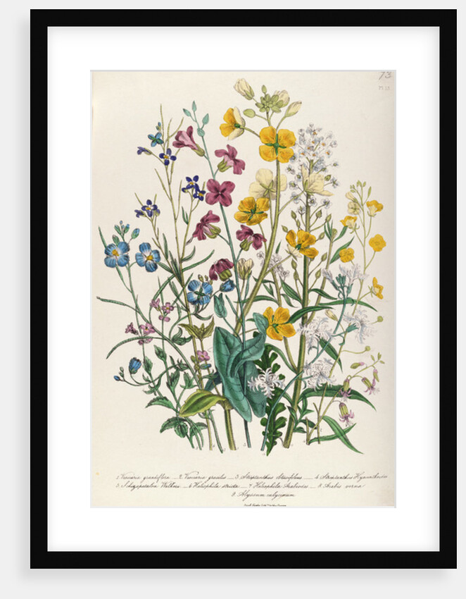 Forget-me-nots and Buttercups by Jane Loudon