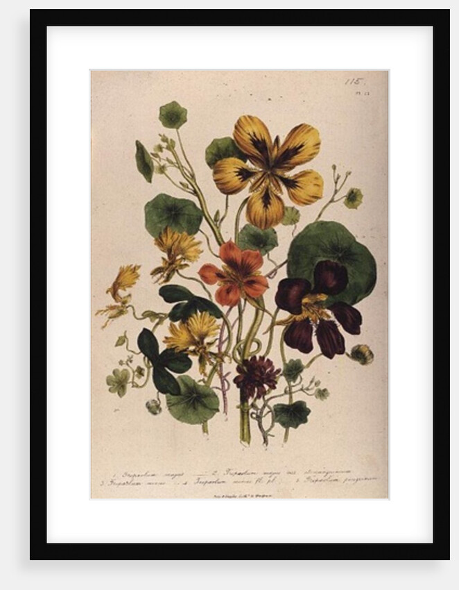 Nasturtium by Jane Loudon