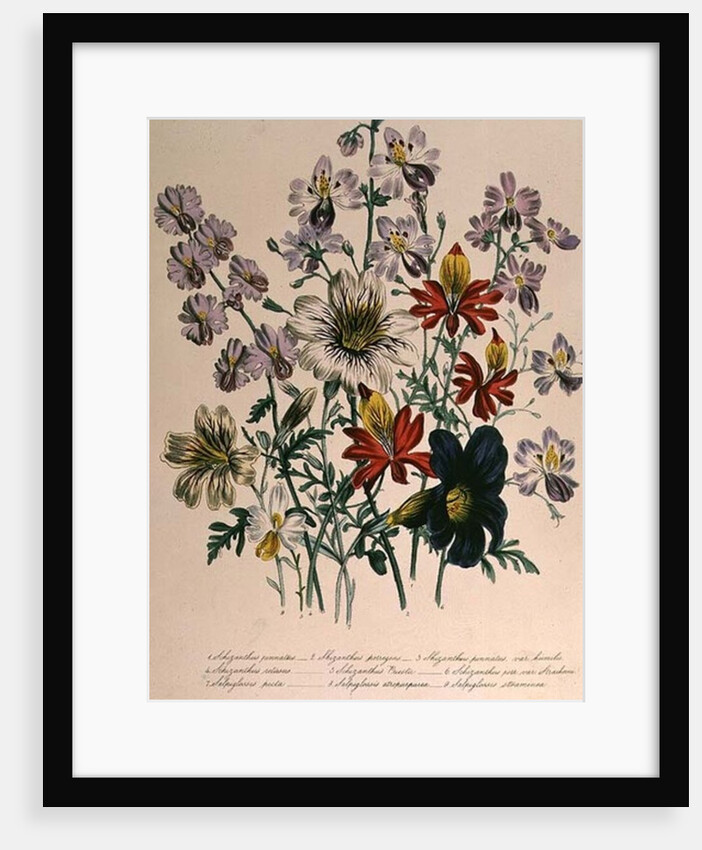 Crane's Bill, plate 42 from 'The Ladies' Flower Garden', published 1842 by Jane Loudon