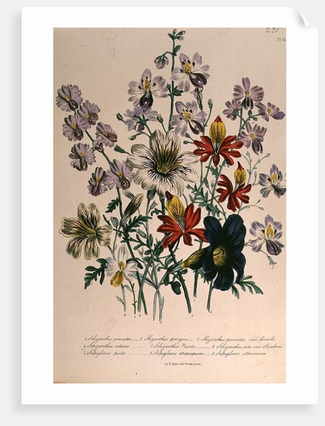 Crane's Bill, plate 42 from 'The Ladies' Flower Garden', published 1842 by Jane Loudon
